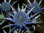 Eryngium Bourgatii